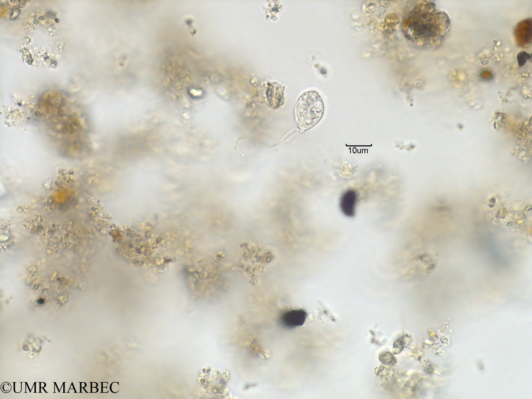 phyto/Bizerte/bizerte_bay/RISCO November 2015/Euglenoidea spp (Baie_T5-CWD1-Euglenoidea).tif(copy).jpg